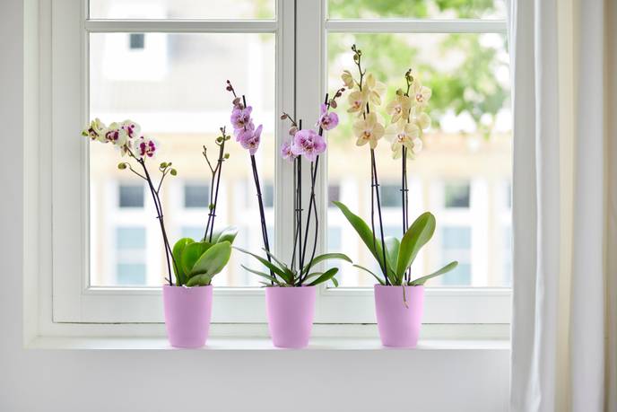 brussels orchidee hoog 12,5cm levendig violet